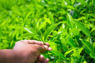 绿茶储存 方法